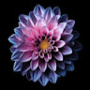 Meet your Posher, Sandy